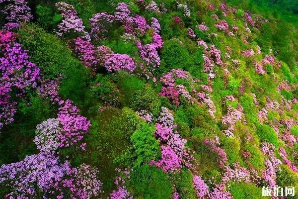 百灵山杜鹃花图片 百灵山在哪-怎么去