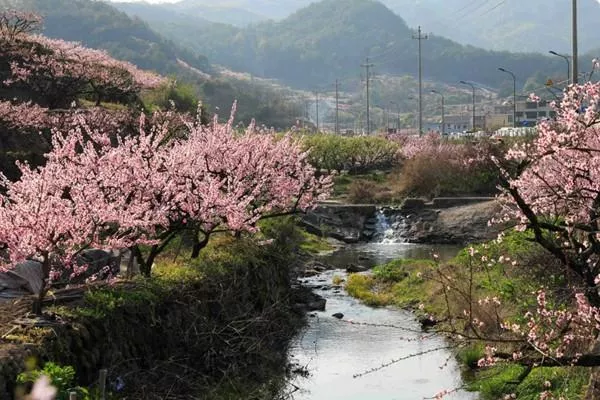 四川桃花坞在哪里?桃花坞是什么意思?