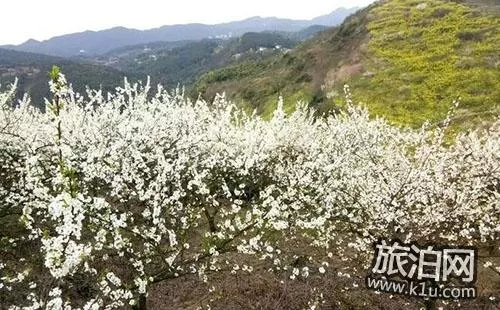 重庆梨花山游记 梨花山游玩攻略