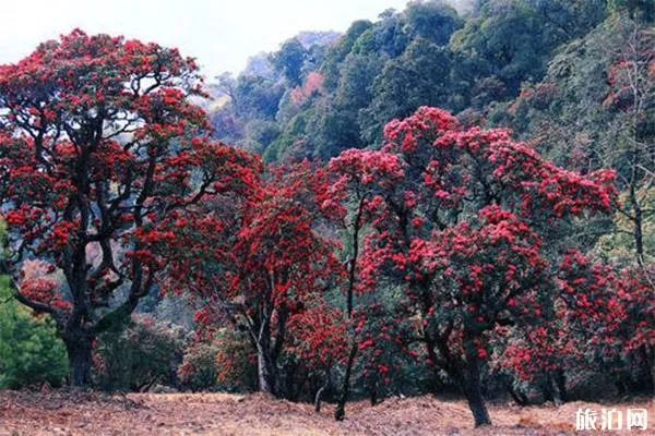 苍山西坡大花园旅游路线图 附游玩攻略