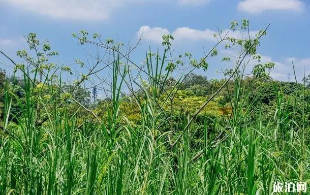 黄山鲁森林公园旅游攻略