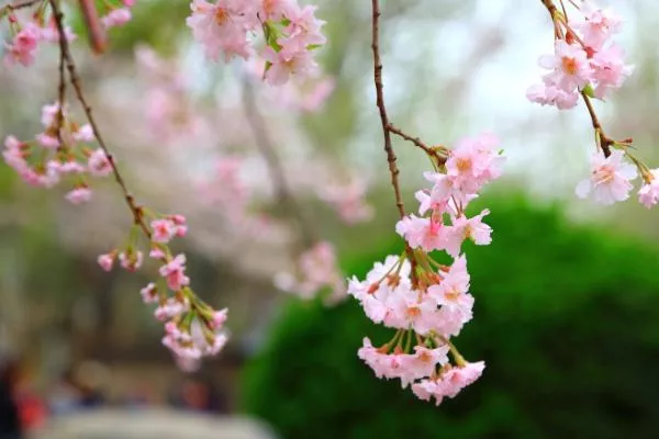 2021河南各地花期时间 河南赏花的景点介绍