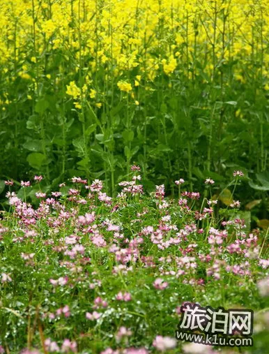 2022北京油菜花在哪里 北京油菜花什么时候开