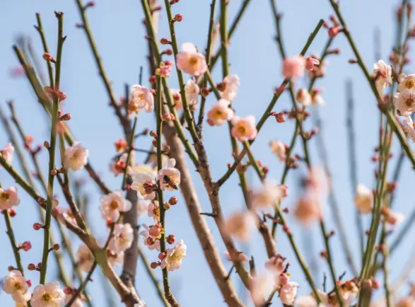 温州油菜花哪里好看?2022温州春季赏花去哪?附盛花期介绍