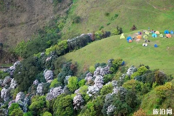 云浮新兴天露山杜鹃花什么时候开