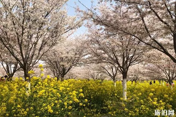 郑州丰乐樱花园门票 停车哪里方便