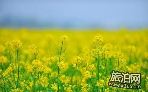 罗平油菜花什么时候开 2022罗平油菜花赏花攻略