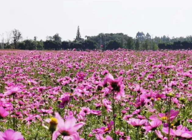 双流卢家堰花海在哪-花期什么时候