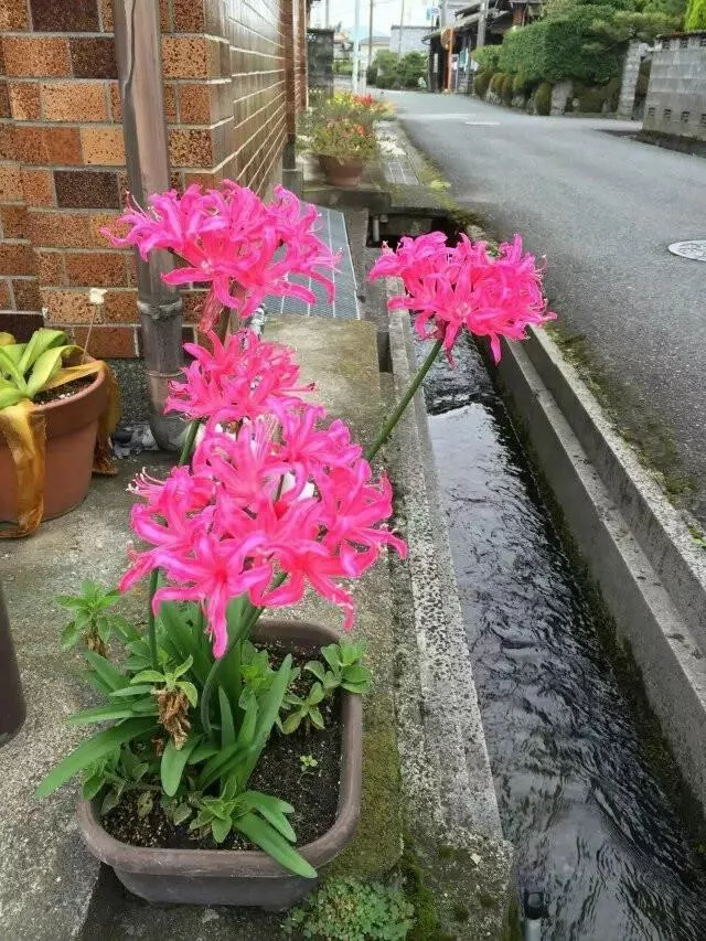 日本琵琶湖有什么好玩的 琵琶湖有哪些景点