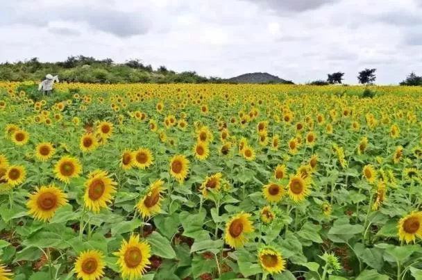 厦门看向日葵的地方在哪里