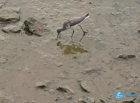 深圳湾一日游 深圳湾观鸟游记