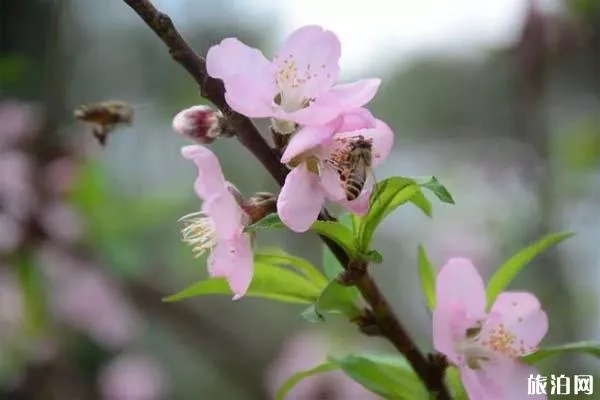 巨峰寺桃花什么时候开