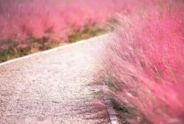 北京哪里有粉黛乱子草花海