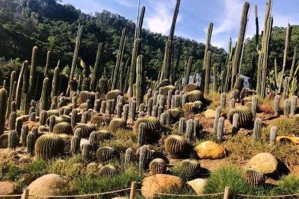 深圳周末遛娃好去处有哪些