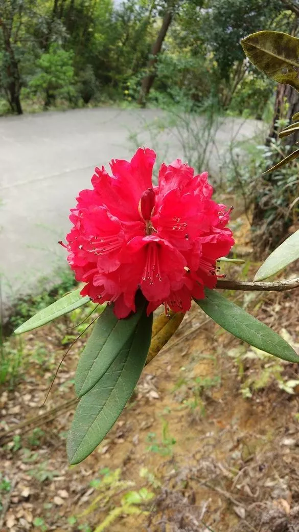 长顺白云山杜鹃湖好玩吗