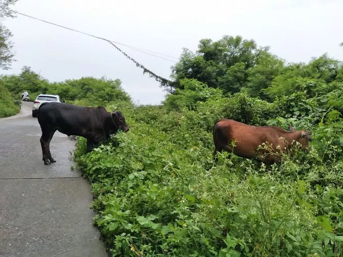 涠洲岛有哪些景点 涠洲岛有什么好吃的