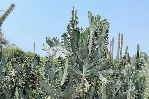 厦门万石植物园门票多少钱