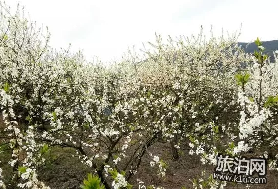 重庆梨花山游记 梨花山游玩攻略