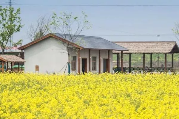 南京市内油菜花观赏地点汇总