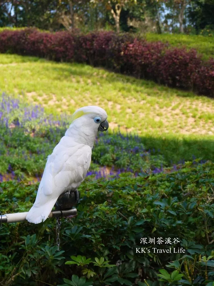 深圳有哪些旅游景点 深圳两日游攻略