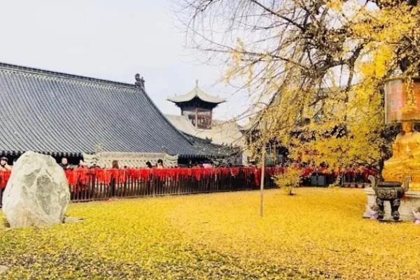 西安银杏树在哪个寺庙怎么去