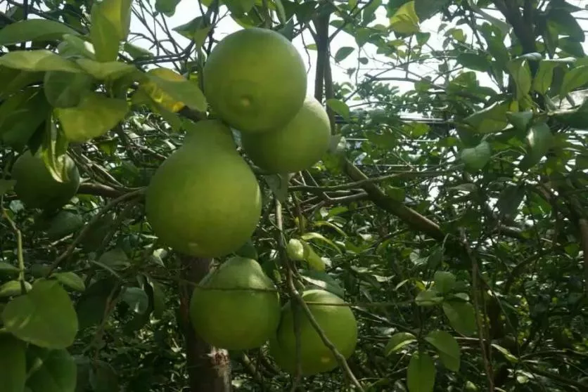 阳朔有什么好吃的地方 阳朔美食推荐2017