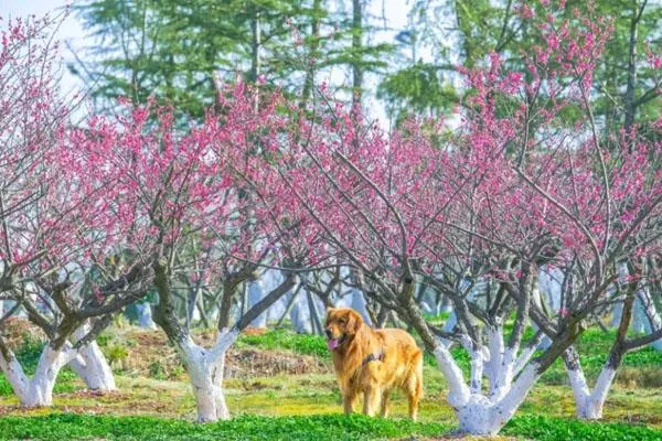 2023长沙赏梅花最好的地方