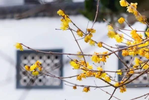 上海赏梅花的地方有哪些