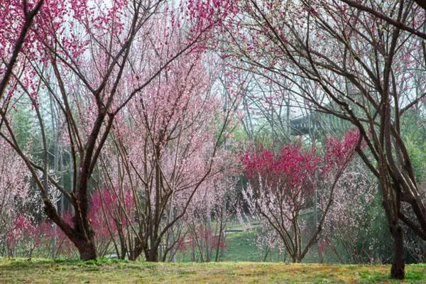 2023扬州赏梅花景点有哪些 最美赏梅花的地方