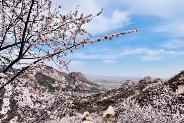 北京看桃花的地方有哪些景点推荐