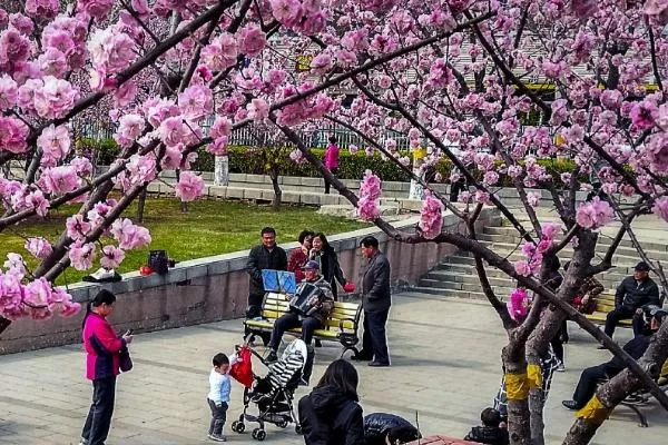 天津踏青赏花去什么地方好