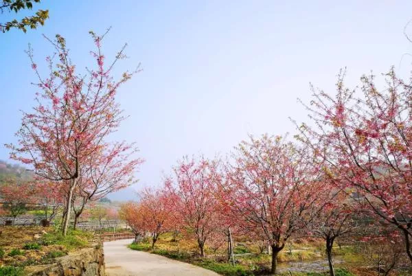 襄阳看樱花的地方在哪里