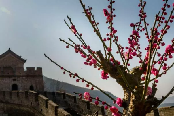 北京二月赏花地点