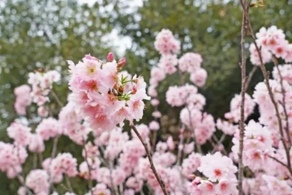 佛山看樱花的地方有哪些