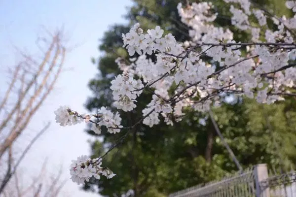 2023苏州看樱花最好的地方 附景区地址