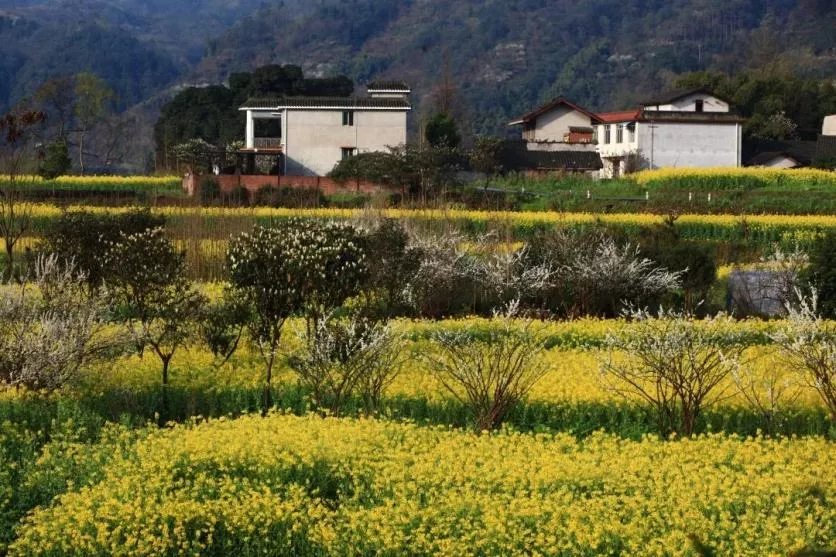 峨眉山市有哪些赏花的好地方？这份春季限定赏花地图来了