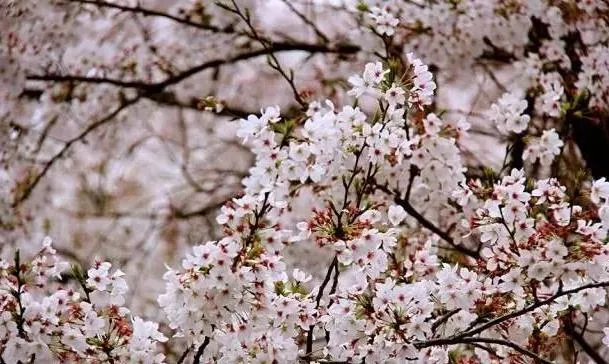 苏州看樱花有哪些景点