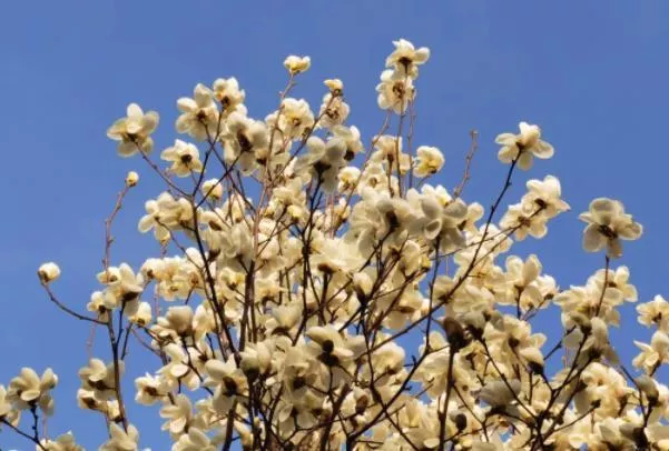 天津春季赏花的地方有哪些 赏花时间攻略