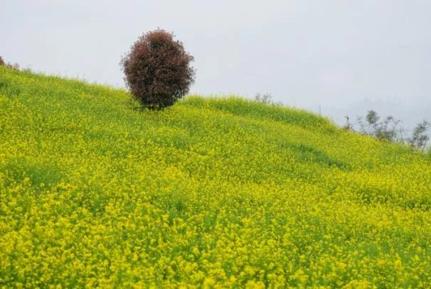 重庆春天赏花的有哪些地方