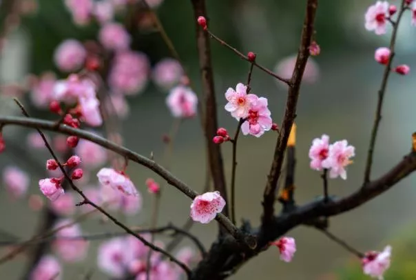 重庆看梅花免费的地方有哪些