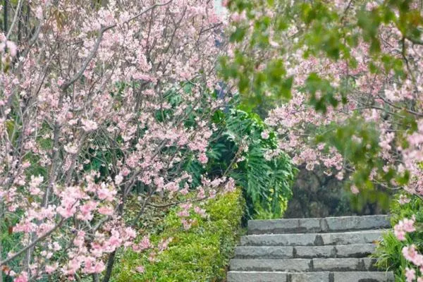 厦门哪里看樱花好 厦门樱花观赏地点