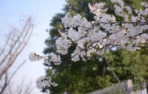 苏州看樱花有哪些景点