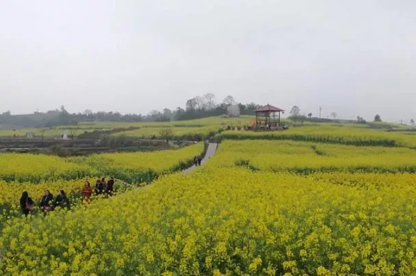 重庆看油菜花去哪里