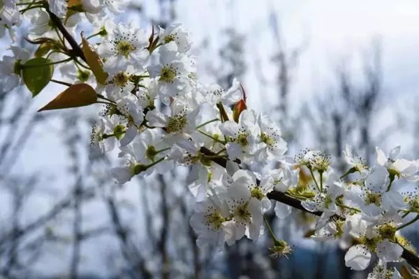 2023昆明什么地方的梨花开的最好