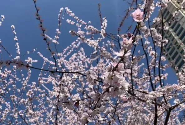 乌鲁木齐看桃花的地方有哪些