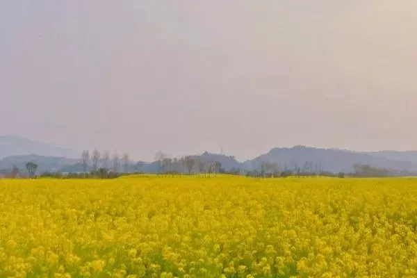 重庆看油菜花去哪里