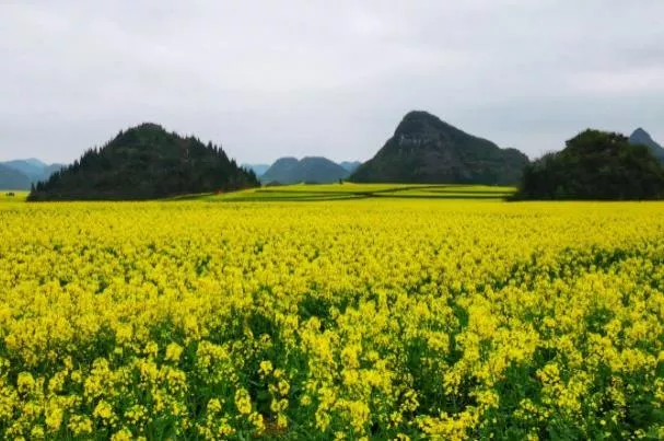 2023云南罗平油菜花最佳观赏时间