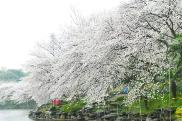 长沙春季周末赏花地点推荐