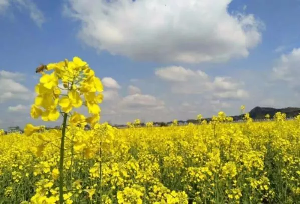 重庆看油菜花去哪里