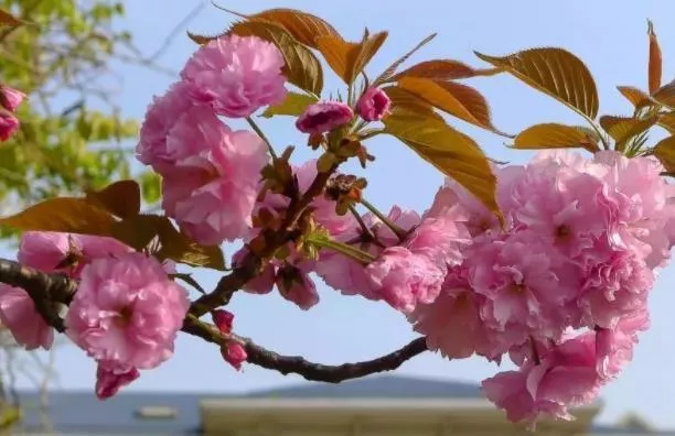 长沙春季周末赏花地点推荐